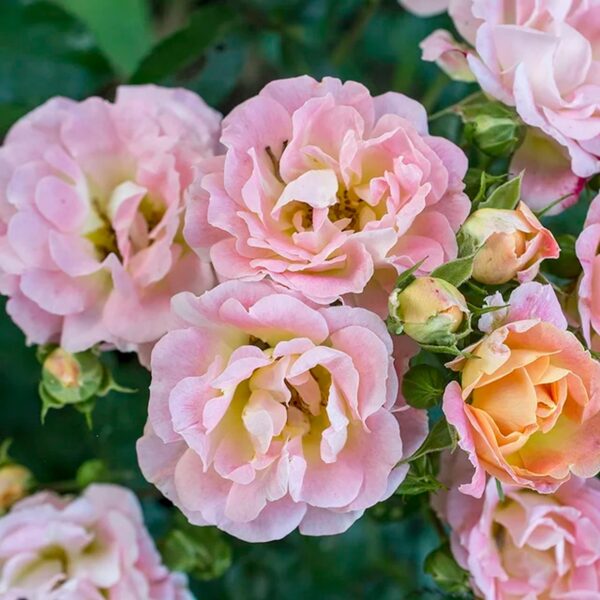 Drift Peach Rose Live Shrub (2 Gallon) - 图片 2