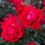 The Red Double Knock Out® Rose Live Shrubs with Vibrant Cherry Red Blooms (1 Gallon) - 图片 2