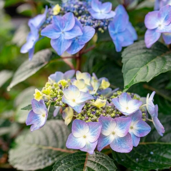 Endless Summer Hydrangea Pop Star Live Shrub (2 Gallon) - 图片 2