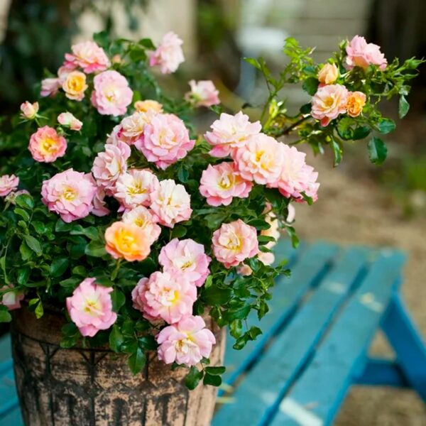 Drift Peach Rose Live Shrub (2 Gallon) - 图片 3