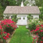The Red Double Knock Out® Rose Live Shrubs with Vibrant Cherry Red Blooms (1 Gallon) - 图片 3