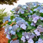 Endless Summer Hydrangea Pop Star Live Shrub (2 Gallon) - 图片 3